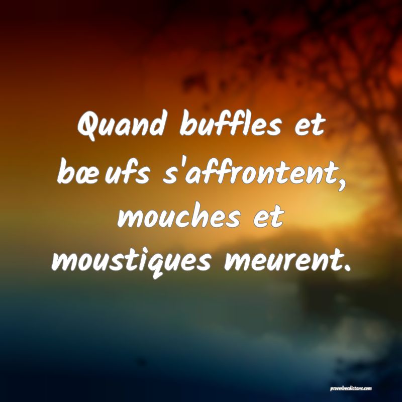 Quand buffles et bœufs s'affrontent, mouches et moustiques meurent.