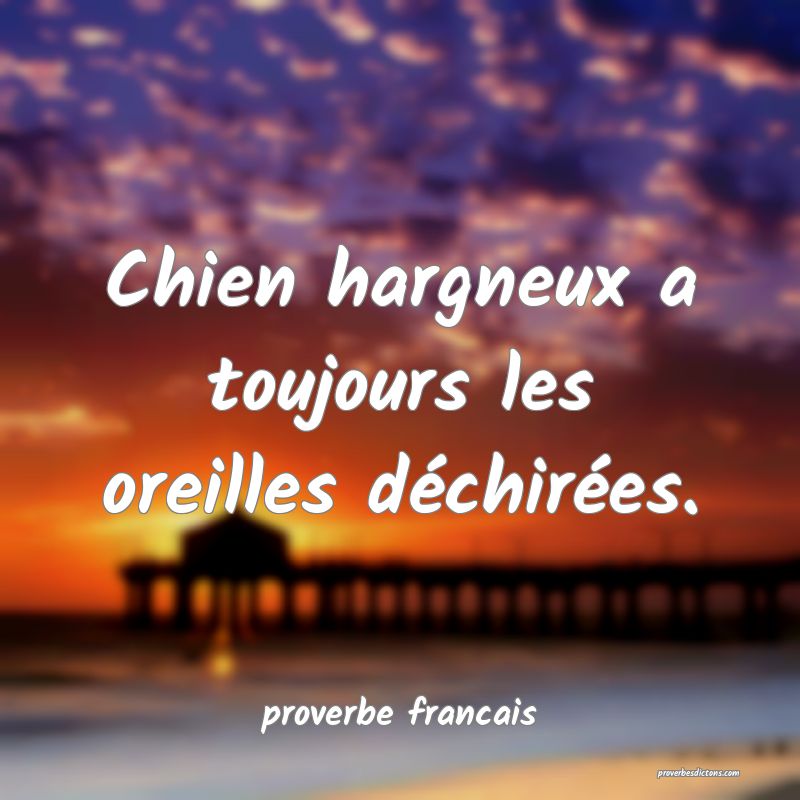 Chien hargneux a toujours les oreilles déchirées.
