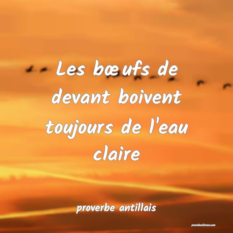 Les bœufs de devant boivent toujours de l'eau claire