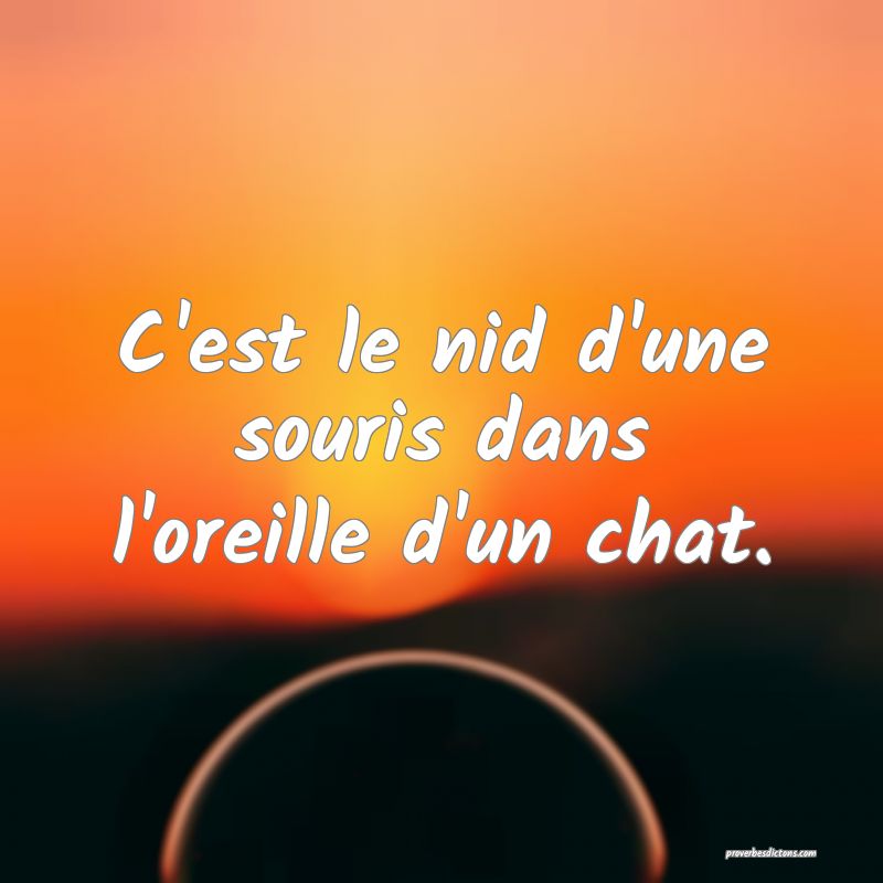 C'est le nid d'une souris dans l'oreille d'un chat.