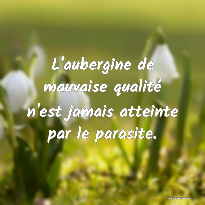 L'aubergine de mauvaise qualité n'est jamais atteinte par le parasite.