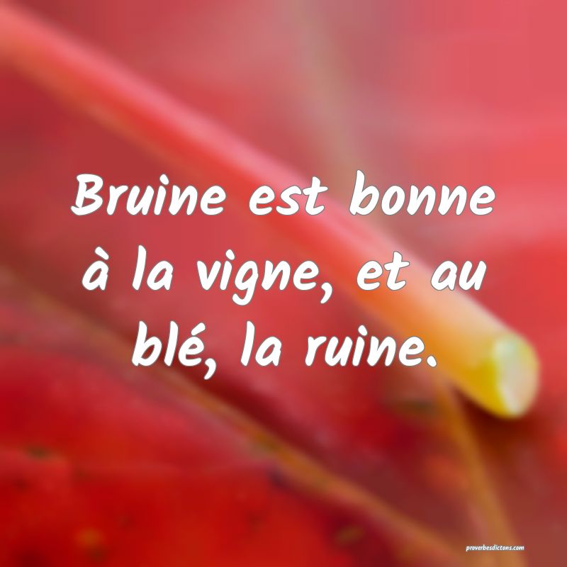 Bruine est bonne à la vigne, et au blé, la ruine.
