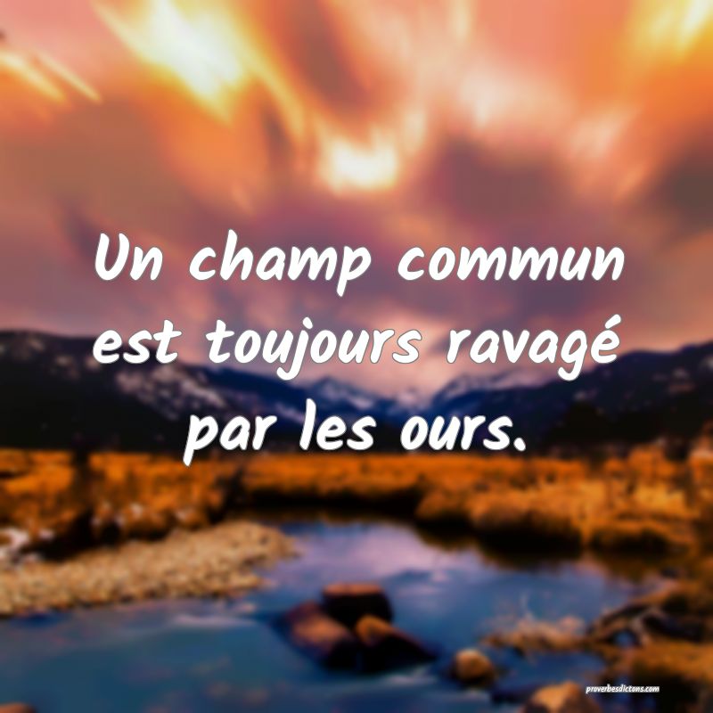 Un champ commun est toujours ravagé par les ours.