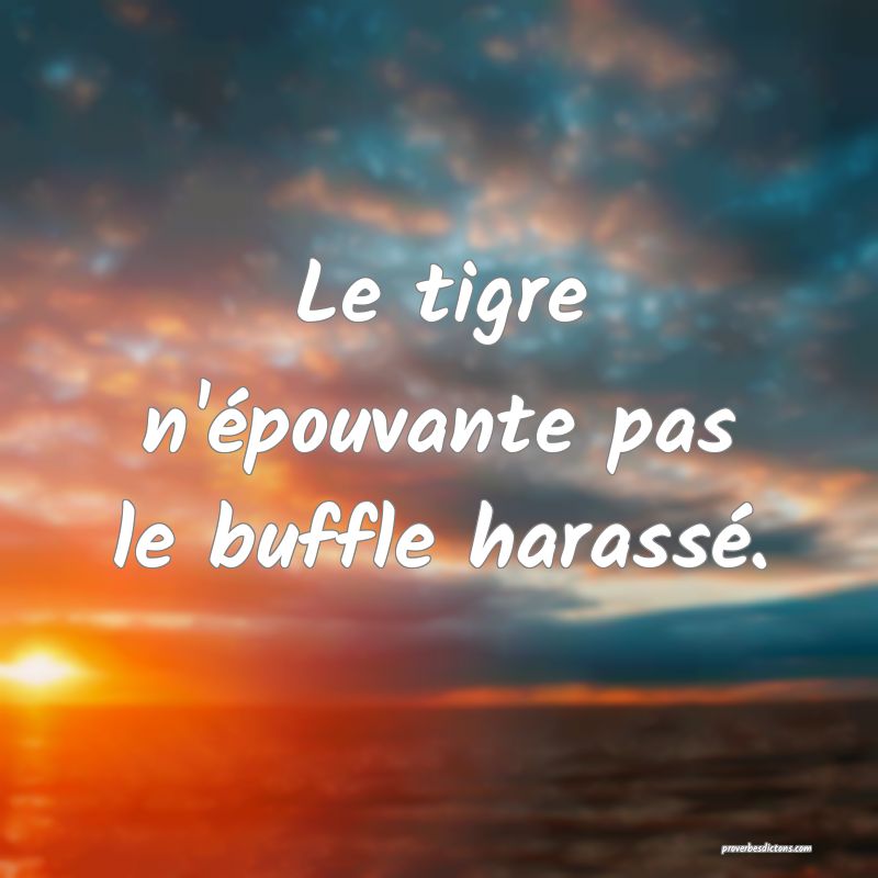 Le tigre n'épouvante pas le buffle harassé.