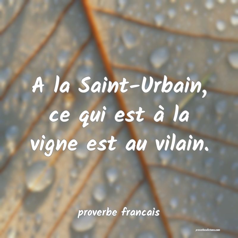 A la Saint-Urbain, ce qui est à la vigne est au vilain.
