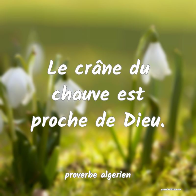  Le crâne du chauve est proche de Dieu.