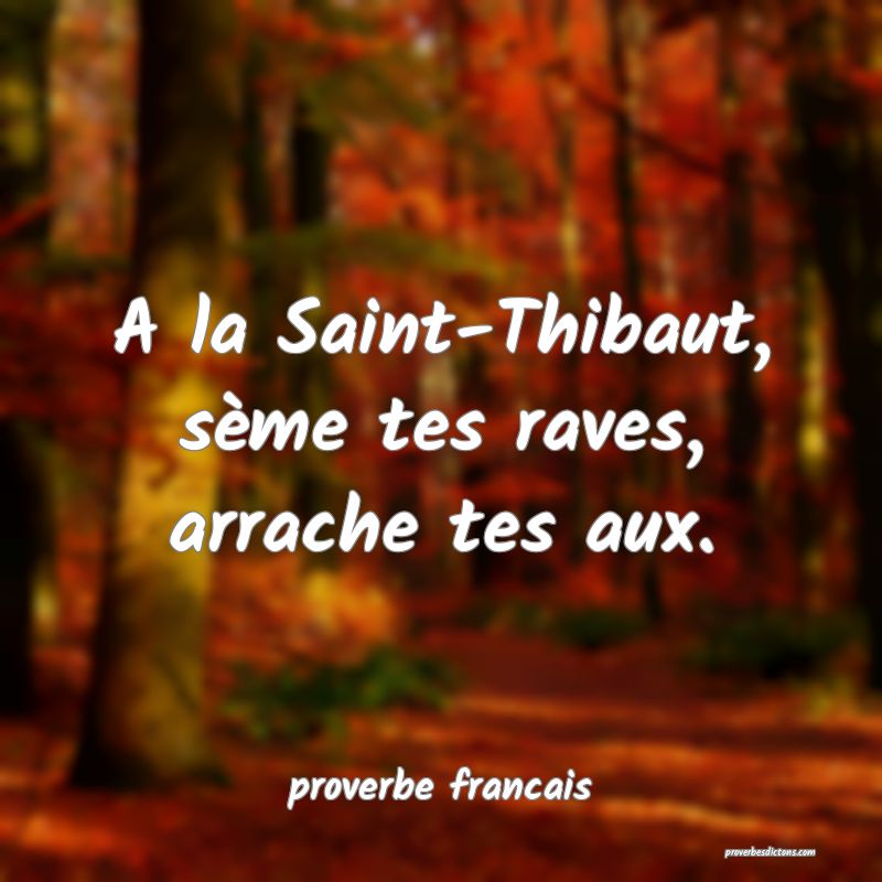 A la Saint-Thibaut, sème tes raves, arrache tes aux.