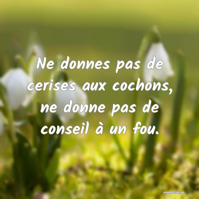 Ne donnes pas de cerises aux cochons, ne donne pas de conseil à un fou.
