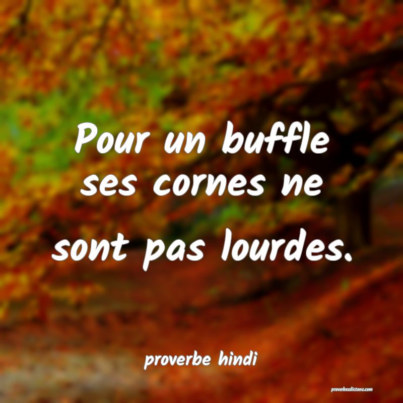 Pour un buffle ses cornes ne sont pas lourdes.