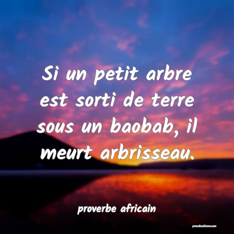 Si un petit arbre est sorti de terre sous un baobab, il meurt arbrisseau.