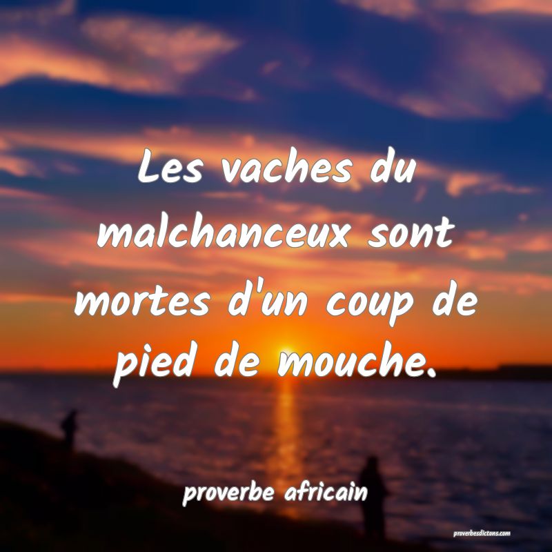 Les vaches du malchanceux sont mortes d'un coup de pied de mouche.