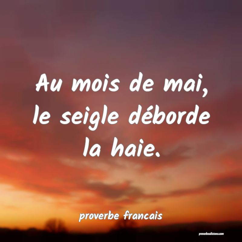 Au mois de mai, le seigle déborde la haie.