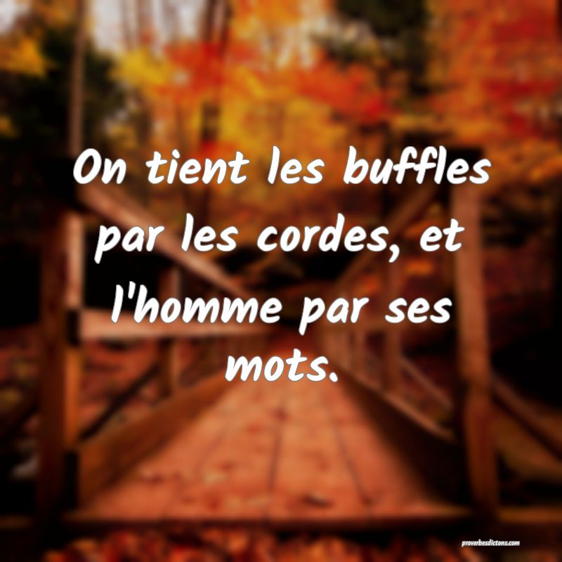 On tient les buffles par les cordes, et l'homme par ses mots.