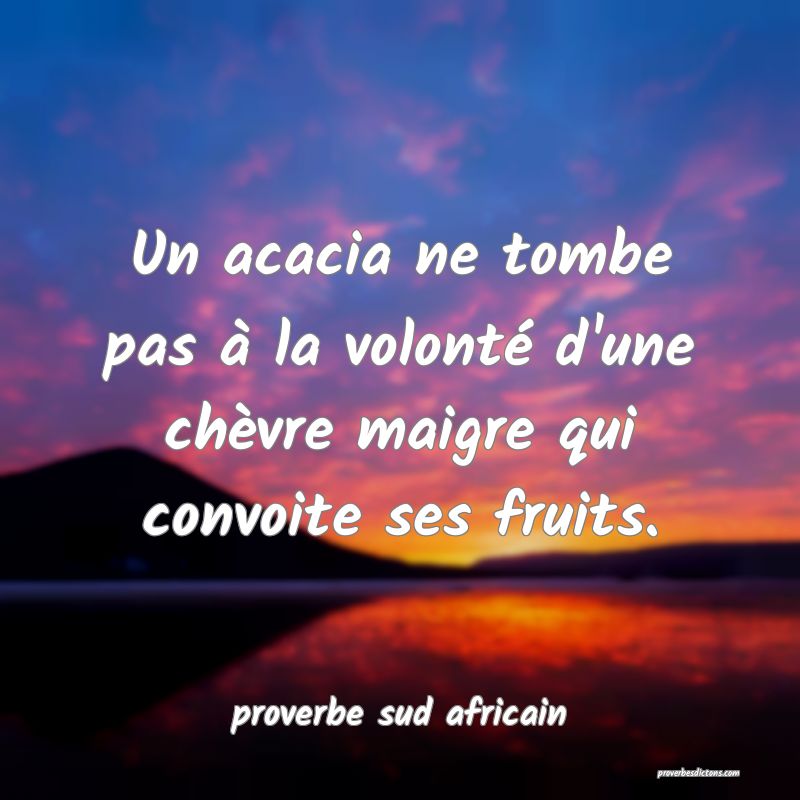 Un acacia ne tombe pas à la volonté d'une chèvre maigre qui convoite ses fruits.